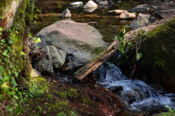 Ruscello Con Rocce Muschiose Ruta Dels Arbres Figaro Spagna — Foto Stock