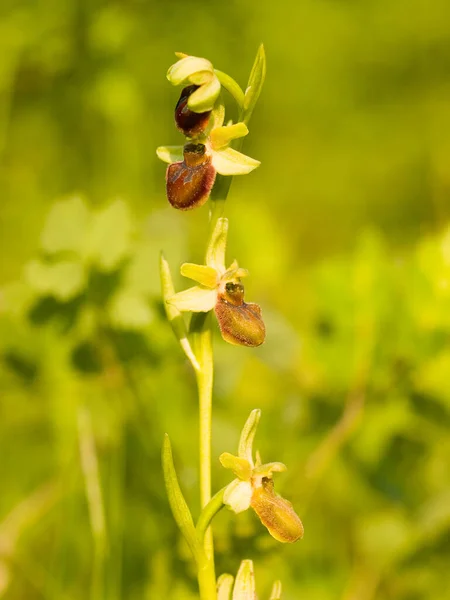 Plan Vertical Une Orchidée Araignée Ophrys Sphegodes — Photo