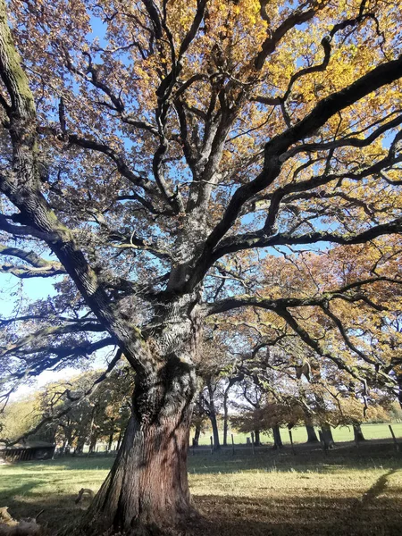 公园里一棵老树的竖直照片 — 图库照片
