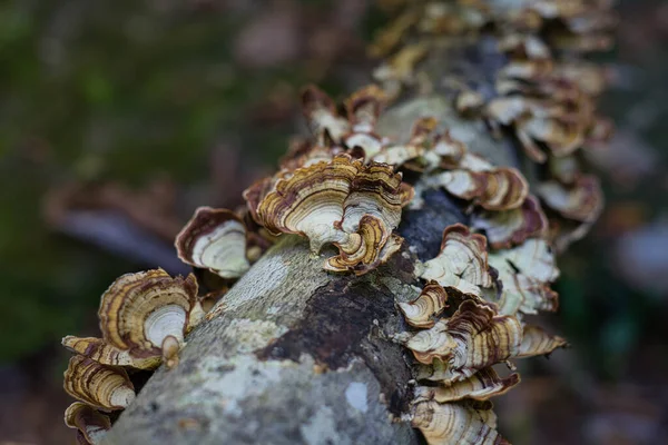 Fall Bankhead Forest Double Springs Alabama Egyesült Államok — Stock Fotó