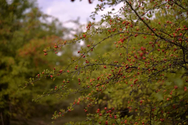 Selektivní Zaostření Záběr Červené Bobule Stromě Zelenými Listy Pozadí Slunný — Stock fotografie