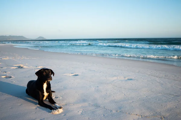 日当たりの良いビーチにいるマクナブ犬 — ストック写真