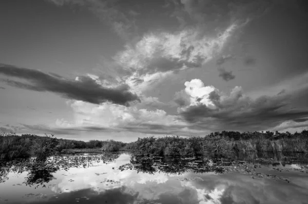 Uma Foto Tons Cinza Parque Nacional Everglades Flórida — Fotografia de Stock