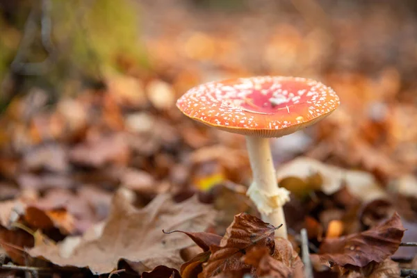 秋になると森の中でハエの獣菌のクローズアップショット — ストック写真