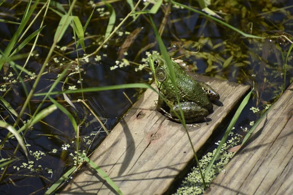 Ein Frosch Auf Einem Holzbrett Auf Einem Teich — Stockfoto