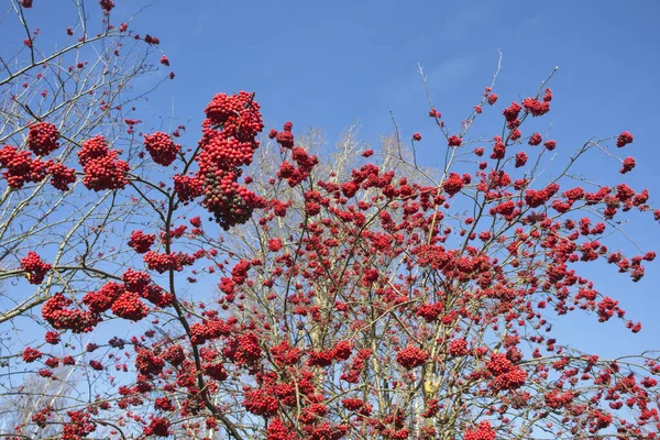 Eine Schöne Nahaufnahme Von Roten Vogelbeeren Auf Einem Baum Vor — Stockfoto