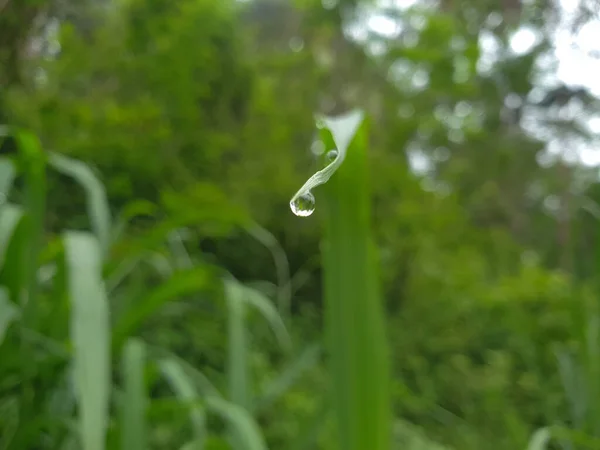 Enfoque Selectivo Una Gota Rocío Borde Una Hoja — Foto de Stock