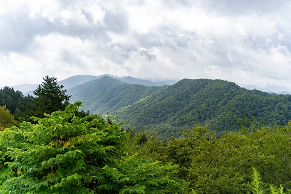 深い緑の森に覆われた山々 — ストック写真