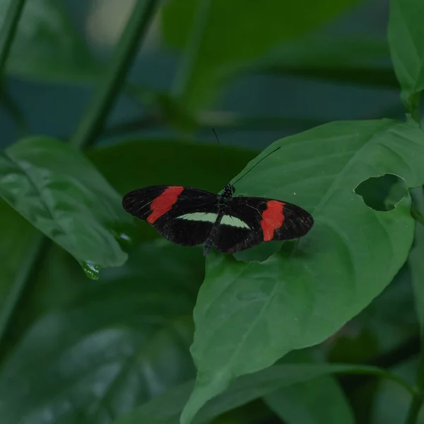 Nahaufnahme Eines Kleinen Bunten Schmetterlings Auf Einem Grünen Blatt Mit — Stockfoto