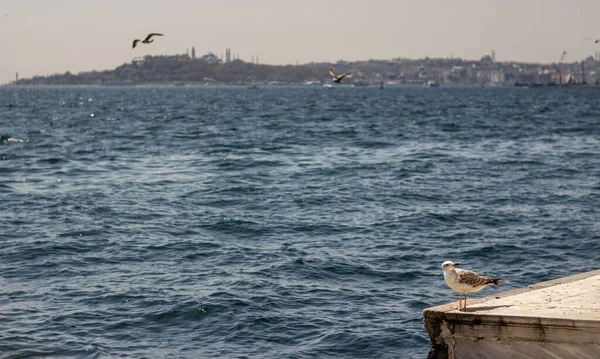 Blå Havsutsikt Från Istanbuls Kust Turkiet — Stockfoto