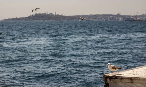 Paisaje Marino Azul Costa Estambul Turquía —  Fotos de Stock