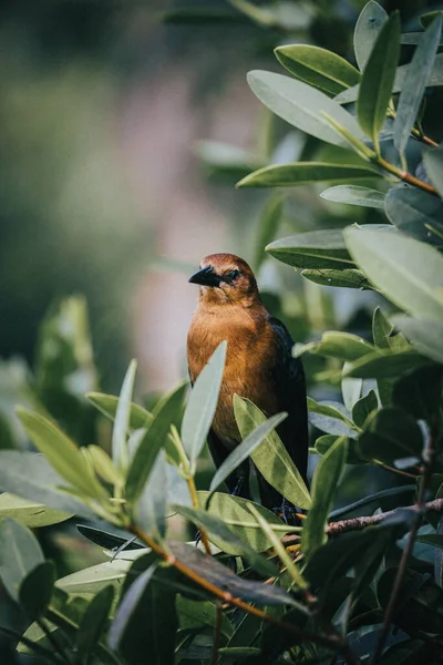 一张美丽的照片 是一只可爱的褐色小鸟站在树叶间 背景模糊 — 图库照片