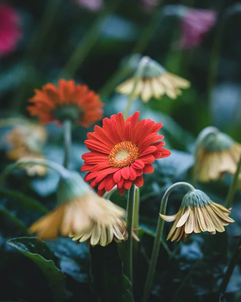 Disparo Vertical Una Ardiente Gerbera Roja Campo Gerberas Moribundas —  Fotos de Stock