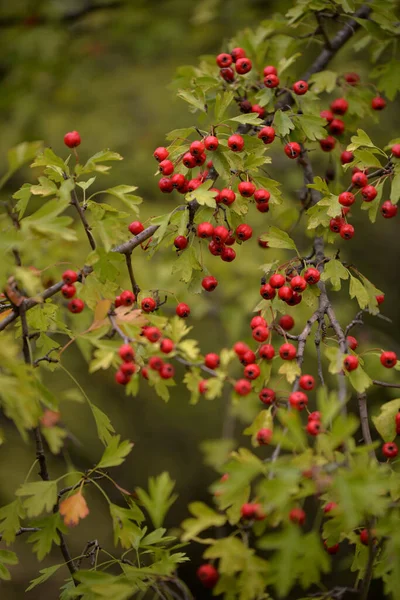 Güneşli Bir Günde Ağaçta Kırmızı Böğürtlenli Seçici Bir Fotoğraf — Stok fotoğraf