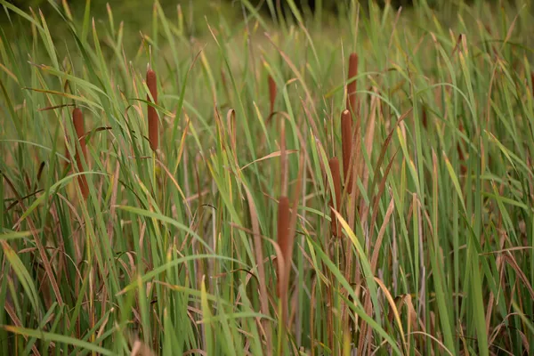 Płytkie Skupienie Pola Rośliny Typha Zielonym Niewyraźnym Tle — Zdjęcie stockowe