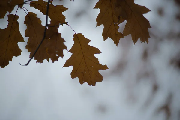Eine Nahaufnahme Von Trockenen Herbstblättern — Stockfoto