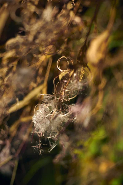 Epilobium Brachycarpum Est Une Espèce Amphibiens Région Goms Dans Kanton — Photo