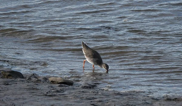 Uma Bela Foto Belo Redshank Mergulhando Água Para Comida — Fotografia de Stock