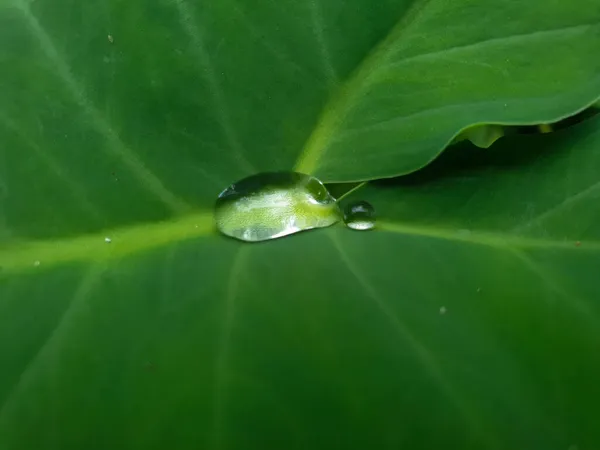 Una Macro Toma Una Gota Rocío Una Hoja Verde — Foto de Stock