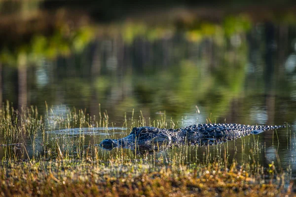Grande Crocodilo Americano Nadando Água Parque Nacional Everglades Flórida — Fotografia de Stock