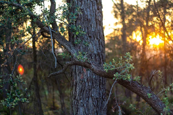 Skog Cingles Berti Riscos Berti Katalonien Spanien Vid Solnedgången — Stockfoto