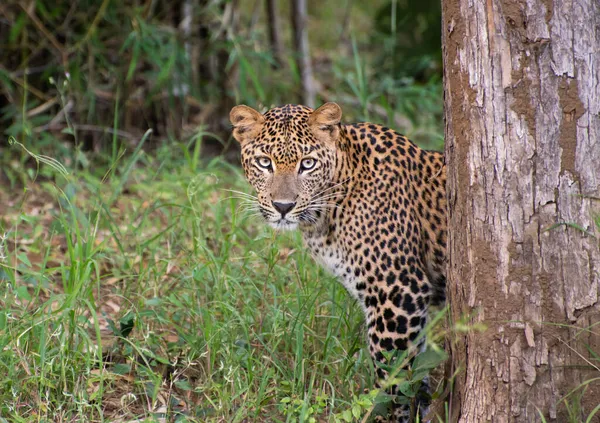 Close Leopardo Olhando Para Câmera Lado Tronco Árvore Floresta — Fotografia de Stock