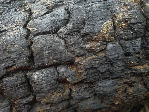 Plan Rapproché Une Vieille Écorce Arbre Texturée — Photo