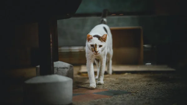 Roztomilá Zvědavá Kočka Kráčející Koberci — Stock fotografie