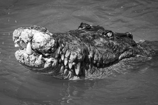 Серый Крупным Планом Снимок Крокодилового Лица Пруду — стоковое фото