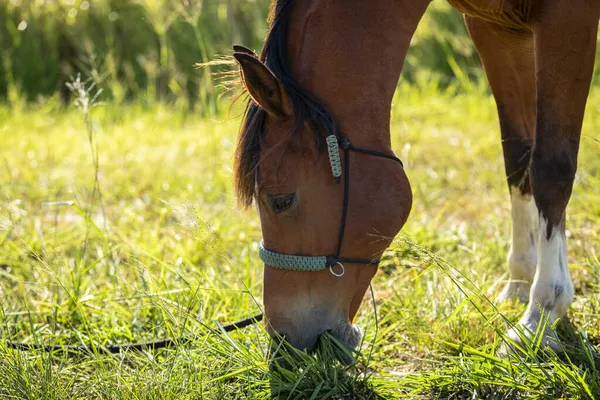 Closeup Shot Horse Eating Grass Field — Stock Photo, Image