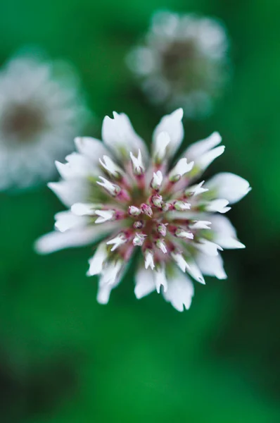 野の中のクローバーの花のクローズアップ — ストック写真