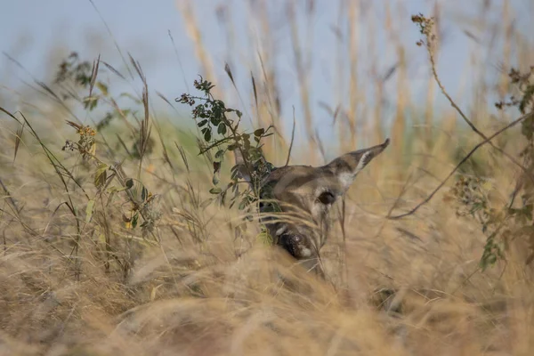 Tiro Seletivo Foco Veado Whitetail Campo — Fotografia de Stock