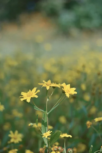 Selective Focus Shot Yellow Hypericums Field — Stock Photo, Image