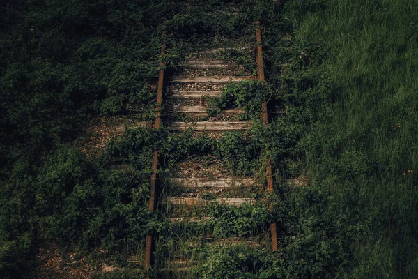 An old rusty railway covered in a green grove