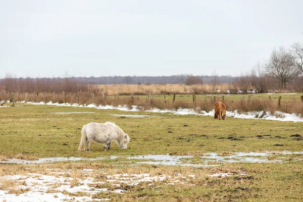 Adorable Poney Blanc Sur Une Prairie Hiver — Photo