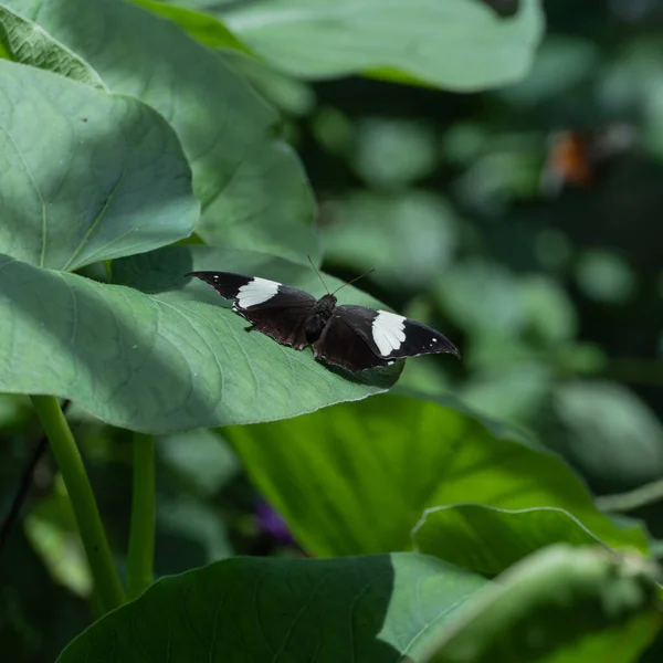 Zbliżenie Małego Kolorowego Motyla Zielonym Liściu Rozmazanym Tłem — Zdjęcie stockowe