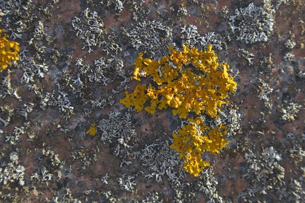 灰色和橙色苔藓岩石质感的顶视图 — 图库照片