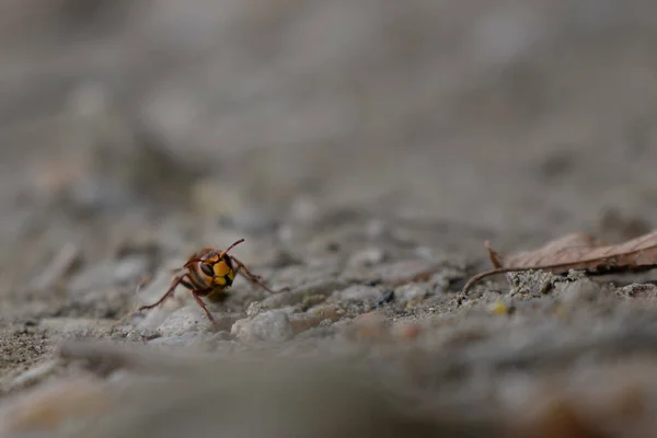 Sebuah Tembakan Fokus Dangkal Makro Dari Ladybug Pada Berbatu Sebelah — Stok Foto