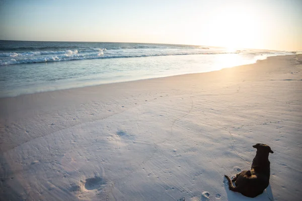 Een Mcnab Hond Een Zonnig Strand — Stockfoto