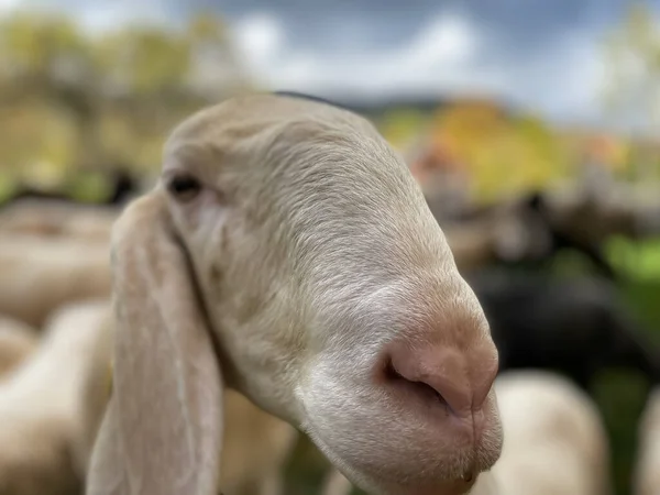 Tiro Perto Uma Ovelha Branca Pasto Com Seu Rebanho — Fotografia de Stock