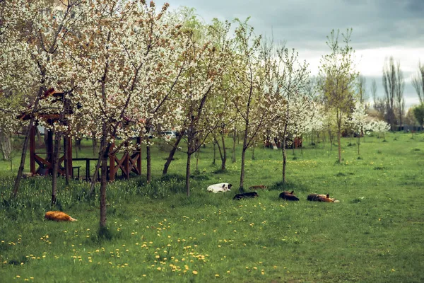 A beautiful view of Yard dogs on the grass, under the autumn trees and a blue sky