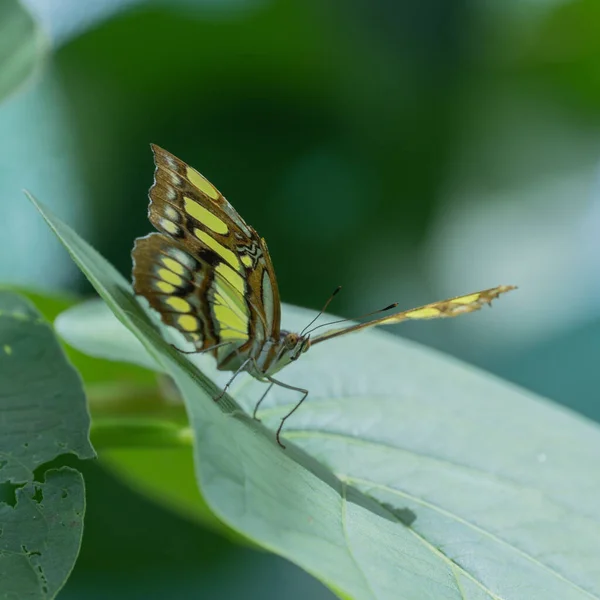 Primer Plano Una Pequeña Mariposa Colorida Sobre Una Hoja Verde —  Fotos de Stock