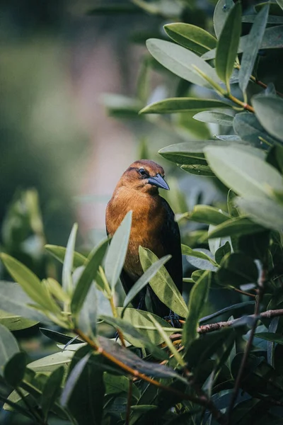 Beau Cliché Mignon Oiseau Brun Debout Sur Arbre Entre Les — Photo