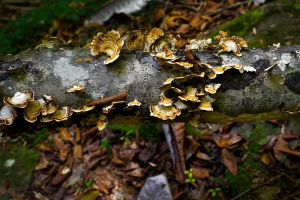 Double Springs Alabama Abd Yakınlarındaki Bankhead Ormanı Nda Sonbahar — Stok fotoğraf