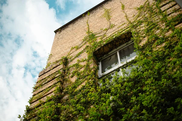 Tuğla Bir Duvarın Alçak Açılı Görüntüsü Bitkinin Yeşil Yapraklarıyla Kaplı — Stok fotoğraf