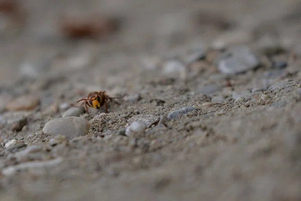 바위투성이 땅에서 개미를 매크로얕은 — 스톡 사진