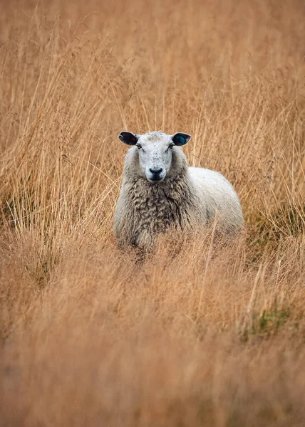Portret Uroczej Owcy Pozującej Suchej Trawie — Zdjęcie stockowe