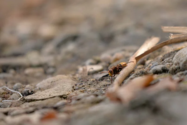 Una Macro Toma Enfoque Superficial Una Mariquita Una Roca Lado —  Fotos de Stock