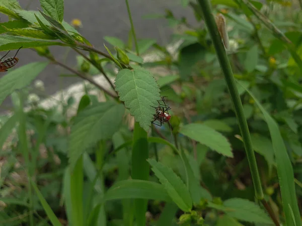 Yeşil Yapraklı Bir Örümceğin Yakın Plan Fotoğrafı — Stok fotoğraf