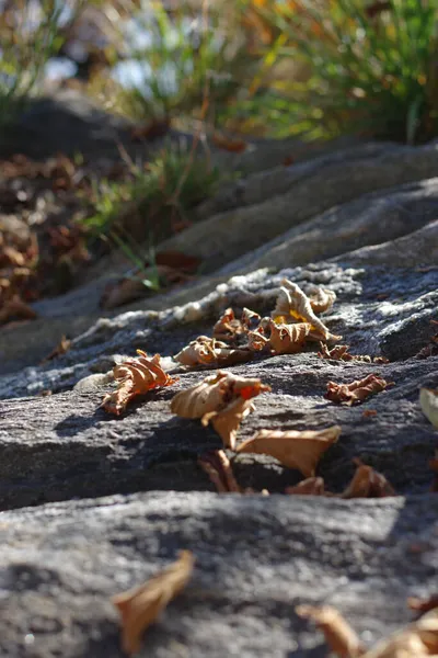 가을철에 낙엽을 바위에 수직으로 클로즈업 — 스톡 사진